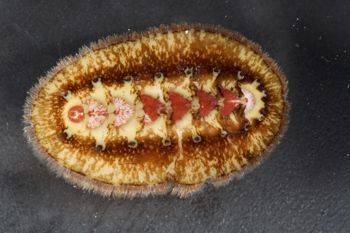 Media type: image;   Malacology 384364